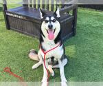 Small #1 Siberian Husky