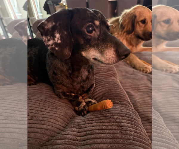 Medium Photo #6 Dachshund Puppy For Sale in Wheaton, IL, USA