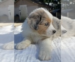 Small Photo #6 Australian Shepherd Puppy For Sale in EUSTIS, FL, USA