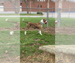 Small #6 Boxer Mix