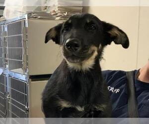 German Shepherd Dog-Unknown Mix Dogs for adoption in Visalia, CA, USA