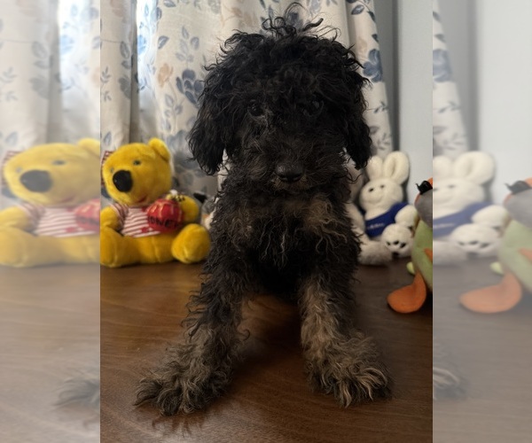 Medium Photo #25 Yorkipoo Puppy For Sale in DURHAM, CT, USA