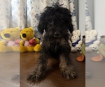 Yorkipoo puppie - Male Yorkipoo Puppy for Sale - Photo #25