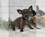 Small #5 Chihuahua