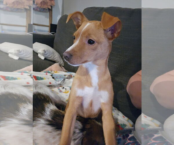 Medium Photo #2 Jack Chi Puppy For Sale in Fort Wayne, IN, USA