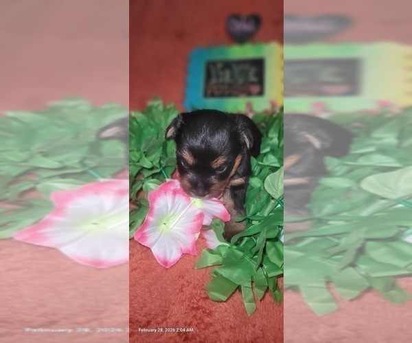 Medium Photo #5 Yorkshire Terrier Puppy For Sale in AKRON, OH, USA