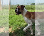 Small #2 Boxer