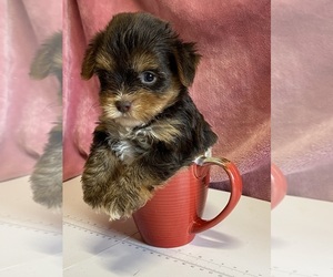 Yorkshire Terrier Puppy for sale in SALUDA, SC, USA