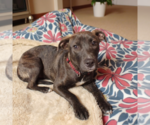 Small #3 Labrador Retriever Mix