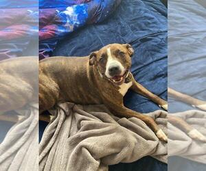 Luna B - Female Mountain Cur-Unknown Mix Dog for Adoption - Photo #8