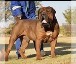 Small Photo #13 Boerboel Puppy For Sale in WEST PALM BCH, FL, USA