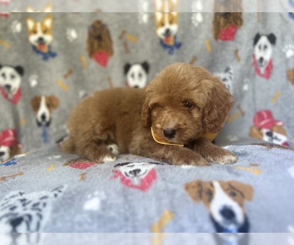 Medium Photo #7 Cavapoo Puppy For Sale in LAKELAND, FL, USA