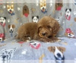 Small #6 Cavapoo