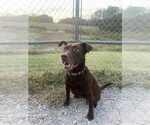 Small #7 American Pit Bull Terrier-Labrador Retriever Mix