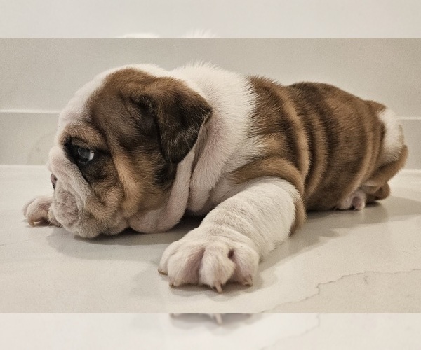 Medium Photo #7 English Bulldog Puppy For Sale in SAINT CHARLES, IL, USA