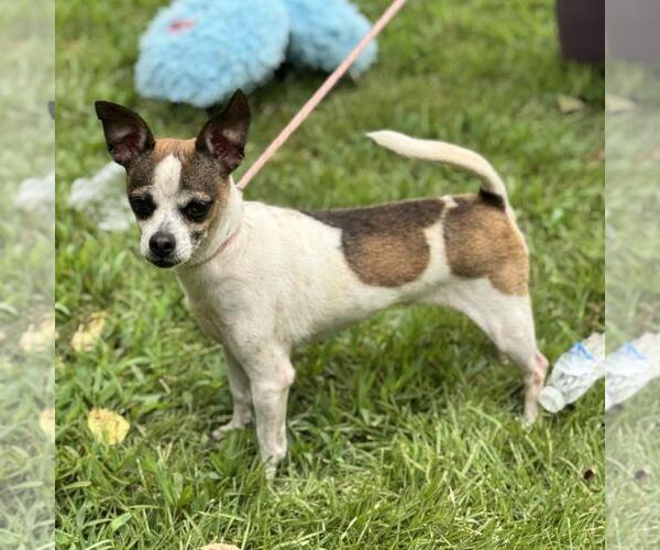 Medium Photo #3 Chihuahua-Unknown Mix Puppy For Sale in Yardley, PA, USA
