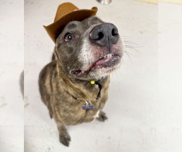 Medium Photo #12 Catahoula Leopard Dog-Labrador Retriever Mix Puppy For Sale in Houston, TX, USA