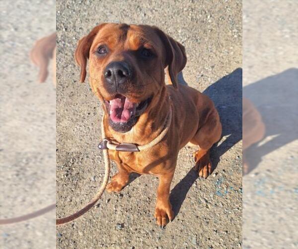Medium Photo #1 Labrador Retriever-Redbone Coonhound Mix Puppy For Sale in Woodland, CA, USA