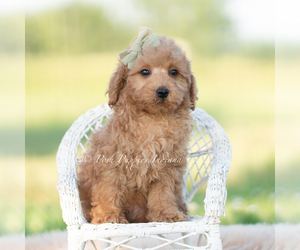 Medium Goldendoodle (Miniature)