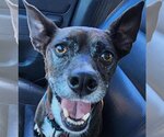 Small #1 Chihuahua Mix