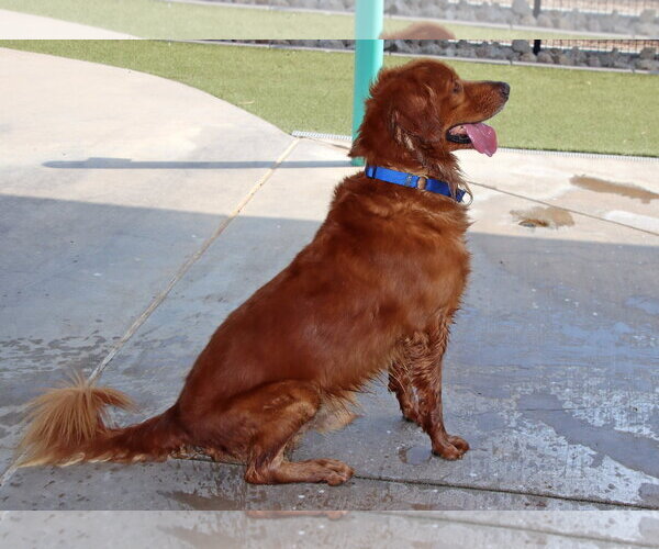 Medium Photo #3 Golden Retriever Puppy For Sale in Glendale , AZ, USA