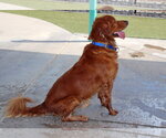 Small #2 Golden Retriever