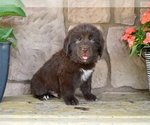 Small #4 Newfoundland
