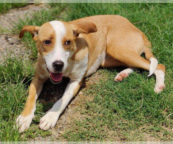 Medium Photo #6 Boxer-Rhodesian Ridgeback Mix Puppy For Sale in Talladega, AL, USA
