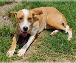 Small #5 Boxer-Rhodesian Ridgeback Mix