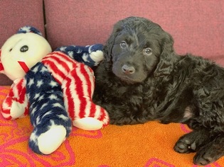 Labradoodle Puppy for sale in FOUNTAIN, CO, USA