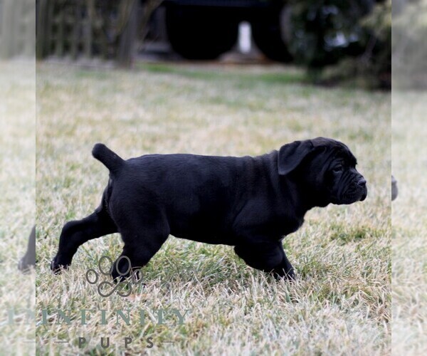 Medium Photo #5 Cane Corso Puppy For Sale in LANCASTER, PA, USA