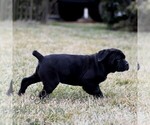 Small #4 Cane Corso