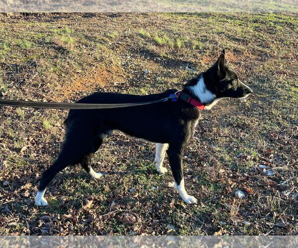 Medium Photo #3 Border Collie Puppy For Sale in Cookeville, TN, USA