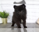Small Photo #2 Pomeranian Puppy For Sale in RED LION, PA, USA