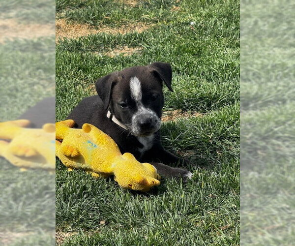 Medium Photo #3 Mutt Puppy For Sale in Sandy, UT, USA