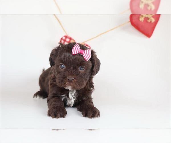 Medium Photo #1 ShihPoo Puppy For Sale in PEMBROKE PINES, FL, USA