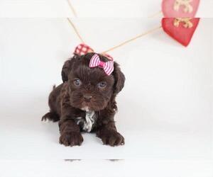 ShihPoo Puppy for Sale in PEMBROKE PINES, Florida USA