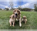 Small #3 Golden Retriever