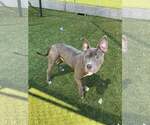 Small #4 Mutt