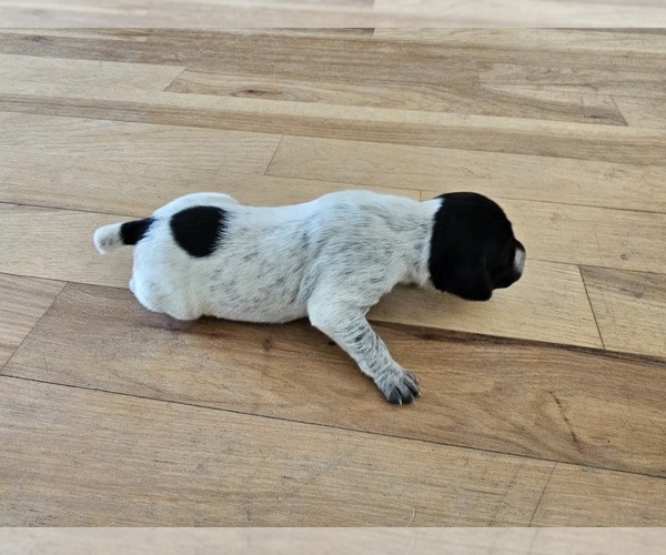 Medium Photo #1 German Shorthaired Pointer Puppy For Sale in EVANSVILLE, WY, USA