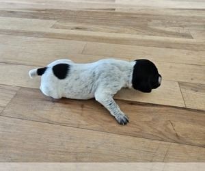 Medium German Shorthaired Pointer