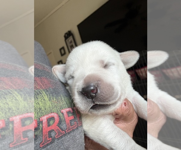 Medium Photo #1 Labrador Retriever Puppy For Sale in OSYKA, MS, USA