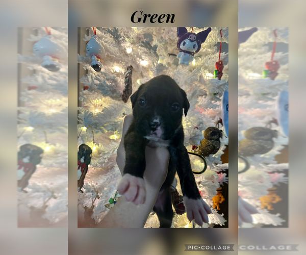 Medium Photo #2 Boxer Puppy For Sale in RALEIGH, NC, USA