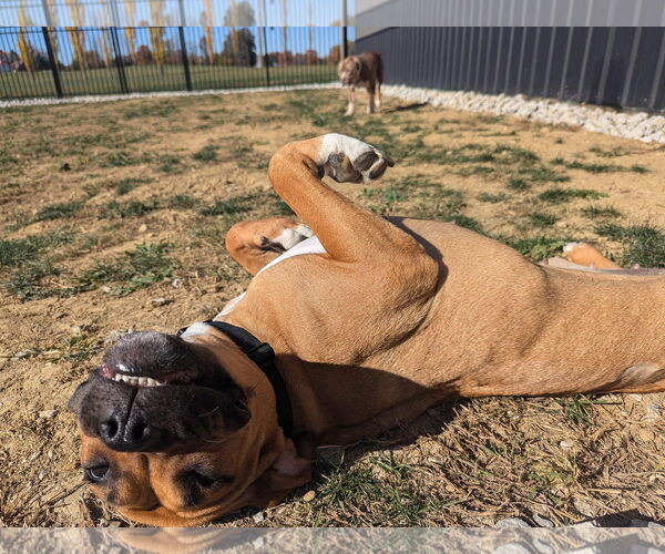 Medium Photo #27 Boxer-Unknown Mix Puppy For Sale in Germantown, OH, USA