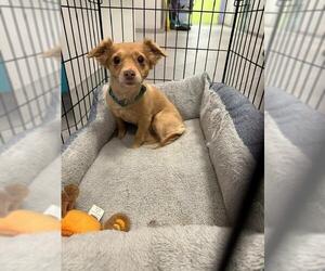 Chi-Poo (Miniature) Dogs for adoption in Rancho Cucamonga, CA, USA