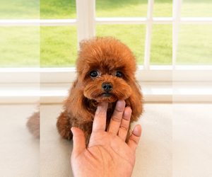 Mother of the Maltipoo (Miniature)-Poodle (Toy) Mix puppies born on 07/19/2026