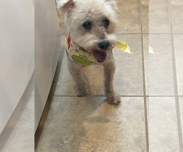 Medium Photo #2 Bichon Frise Puppy For Sale in oakland, FL, USA