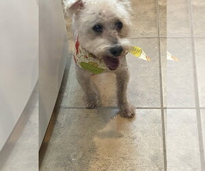 Cotton Ball - Male Bichon Frise Dog for Adoption - Photo #2