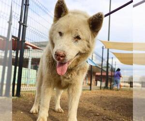 Alaskan Malamute-Unknown Mix Dogs for adoption in San Antonio, TX, USA