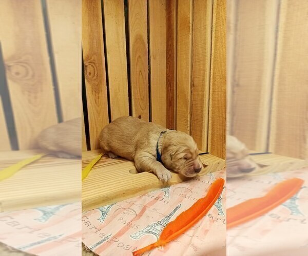 Medium Photo #8 Golden Retriever Puppy For Sale in OMAHA, NE, USA